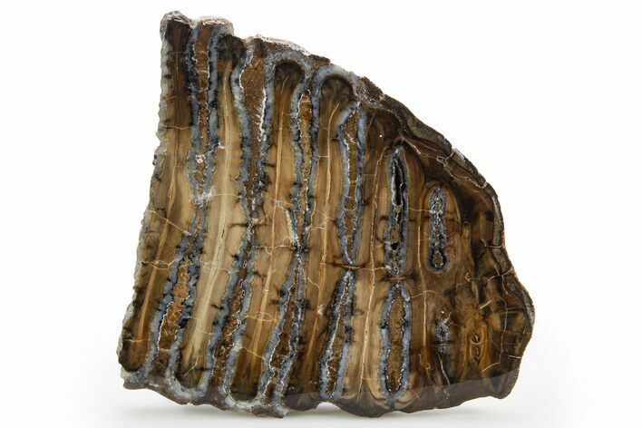 Polished Mammoth Molar Slice - South Carolina #319695